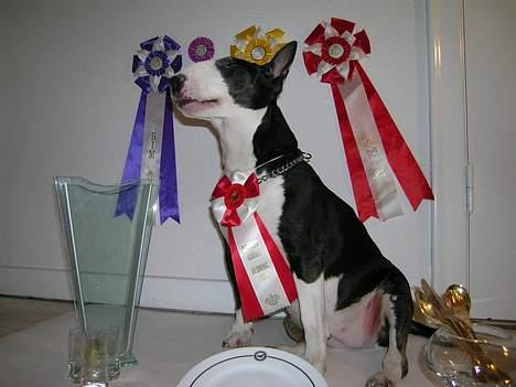 Bullterrier Tinka billede 17