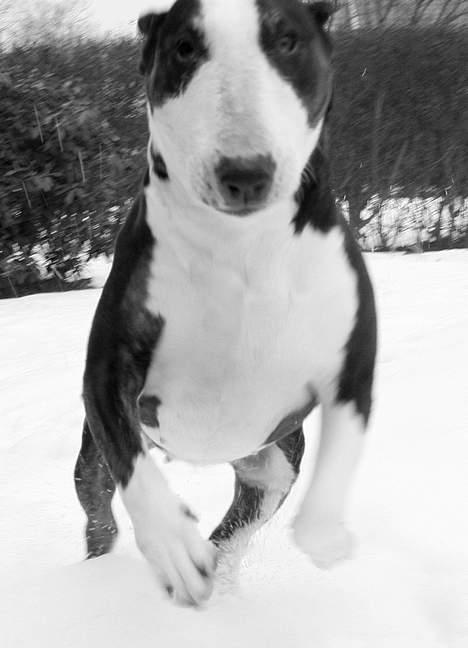 Bullterrier Tinka billede 18