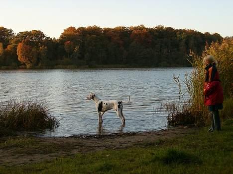 Grand danois Akela 2002 til 2006 - En af de daglige gåture ved søen billede 2