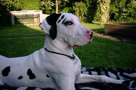 Grand danois Akela 2002 til 2006 billede 3