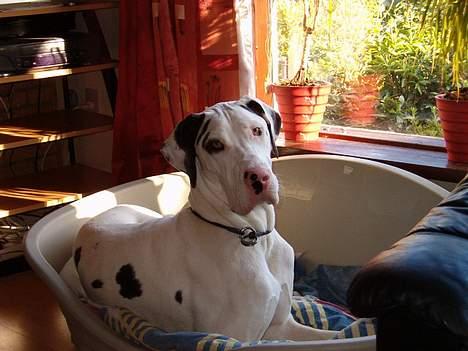 Grand danois Akela 2002 til 2006 billede 4