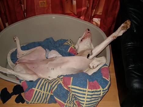 Grand danois Akela 2002 til 2006 - Sover bedst i mærkelige stillinger billede 5