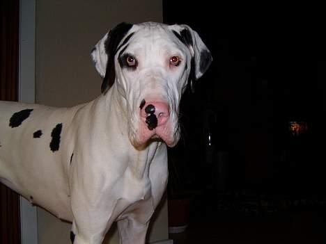 Grand danois Akela 2002 til 2006 billede 6