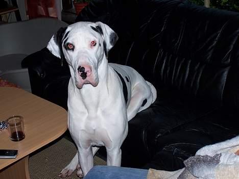Grand danois Akela 2002 til 2006 - Måtte ikke sidde i sofaen... men kom til det alligevel... ups billede 7
