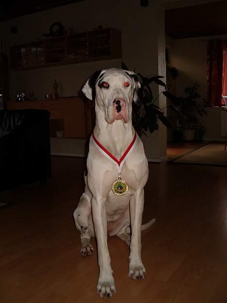 Grand danois Akela 2002 til 2006 - Første konkurrence.... første guldmedalje billede 8