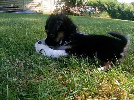 Blanding af racer Chica - Jeg spiller fodbold i haven billede 2