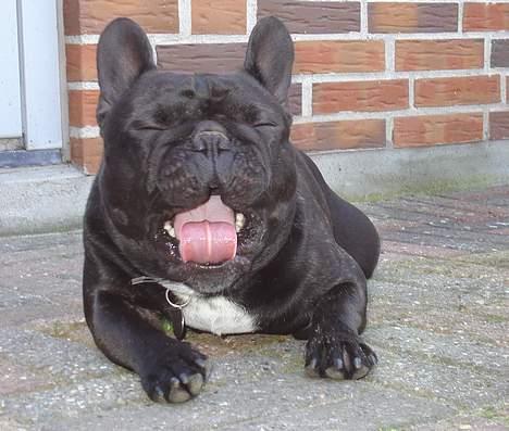 Fransk bulldog Gordon billede 17