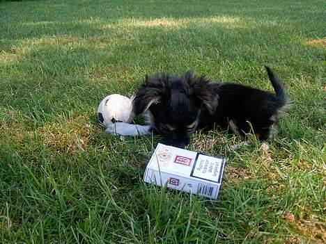 Blanding af racer Chica - Så stor var jeg i forhold til mors smøger billede 3