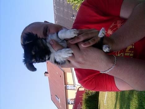 Blanding af racer Chica - er jeg ikke sød? billede 4