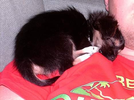 Blanding af racer Chica - det har været en hård dag, så en lille morfar er vel passende.. billede 5