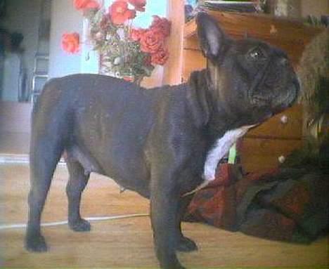 Fransk bulldog Freja - freja billede 1