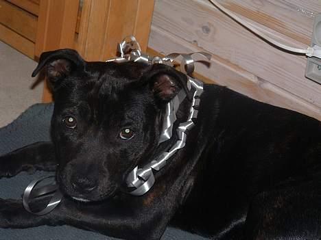 Staffordshire bull terrier Amagerstaff Sille - Sille med gavebånd fra fars føds´dag d.10. Juni 2006 billede 4