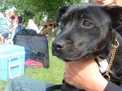 Staffordshire bull terrier Amagerstaff Sille - Sille på skuet på Fyn 2006 billede 5