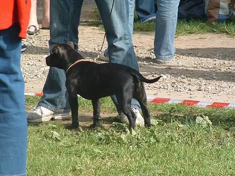 Staffordshire bull terrier Amagerstaff Sille - Sille kom med i finalen om kåring af "bedste hovede" billede 6