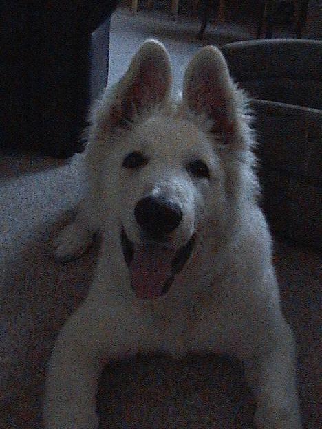 Hvid schæfer Cato - Smiler til fotografen ;) billede 12