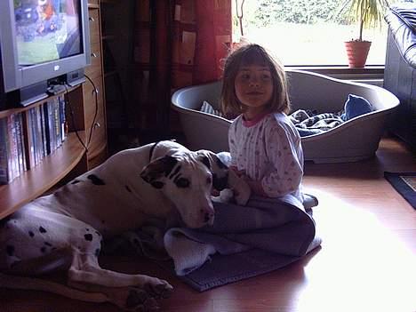 Grand danois Akela 2002 til 2006 - Elskede at putte billede 10