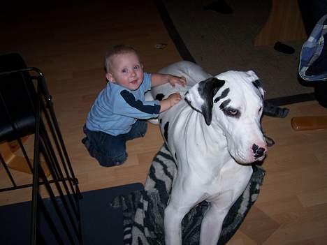 Grand danois Akela 2002 til 2006 billede 11