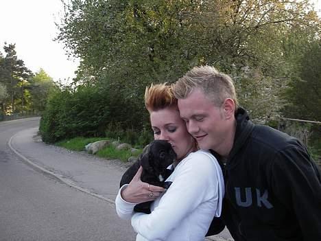 Fransk bulldog coco chanel - den dag vi hentede coco.. billede 1