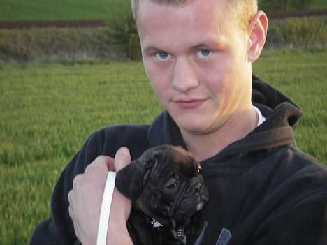 Fransk bulldog coco chanel billede 2