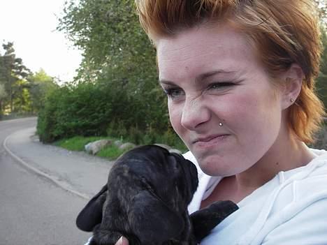 Fransk bulldog coco chanel billede 3