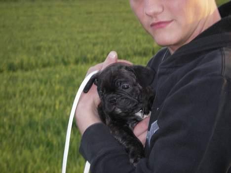 Fransk bulldog coco chanel billede 4