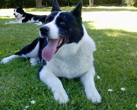 Karelsk bjørnehund Bjørnehusets Lykke *DØD* - Puuuha det er varmt  billede 12