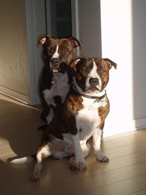 Staffordshire bull terrier Westlund Glorious Flame  - 27. januar 2007 billede 1