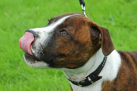 Staffordshire bull terrier Westlund Glorious Flame  - Arthur 15 uger. (taget af alissa & kenneth) billede 2
