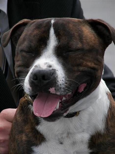 Staffordshire bull terrier Westlund Glorious Flame  billede 3