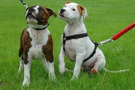 Staffordshire bull terrier Westlund Glorious Flame  - Arthur & brormand Loke 15 uger. (taget af alissa & kenneth) billede 5