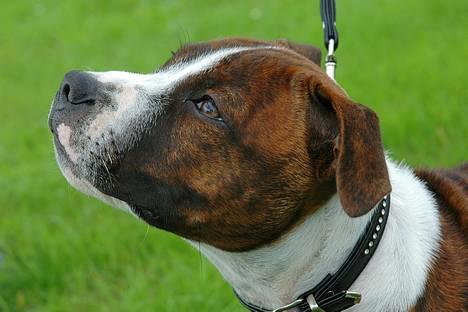 Staffordshire bull terrier Westlund Glorious Flame  - Arthur 15 uger. (taget af alissa & kenneth) billede 6