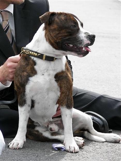 Staffordshire bull terrier Westlund Glorious Flame  billede 7