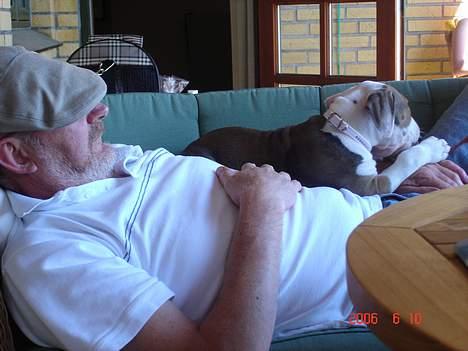 Amerikansk staffordshire terrier Kida(Desværre bortkommet) - Tur ud til "bedstefar" - hvor man som lille hvalp næsten må det hele billede 7