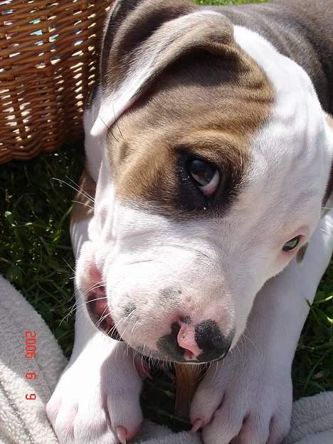 Amerikansk staffordshire terrier Kida(Desværre bortkommet) - Nyder et tyggeben i solen.. billede 8