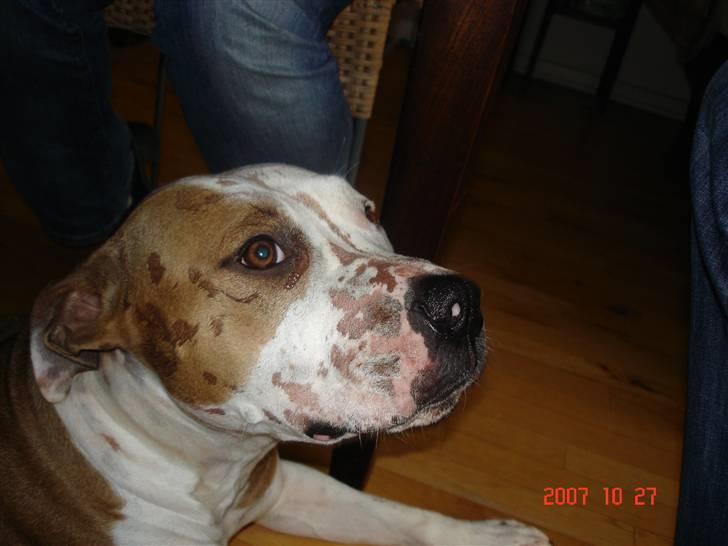 Amerikansk staffordshire terrier Kida(Desværre bortkommet) - Når børnene spilder kakao er jeg super hurtig til at slikke det op - desværre kommer det også i hovedet på dig... billede 9