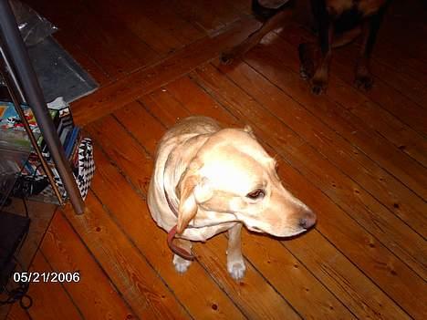 Labrador retriever Dina - Jeg gider altså ikke mor...... billede 10