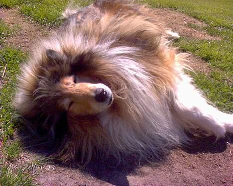 Collie langhåret Carrot R.I.P <3 billede 2