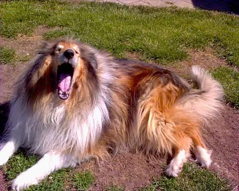 Collie langhåret Carrot R.I.P <3 billede 3