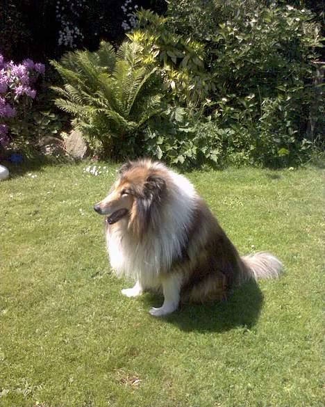 Collie langhåret Carrot R.I.P <3 billede 4