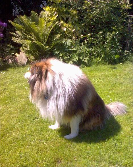 Collie langhåret Carrot R.I.P <3 billede 5