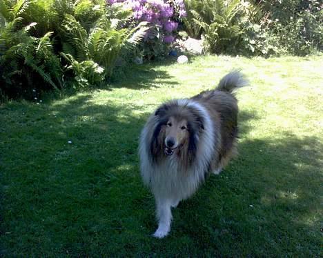 Collie langhåret Carrot R.I.P <3 billede 6