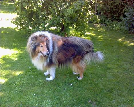 Collie langhåret Carrot R.I.P <3 billede 7