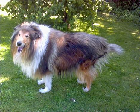 Collie langhåret Carrot R.I.P <3 billede 8