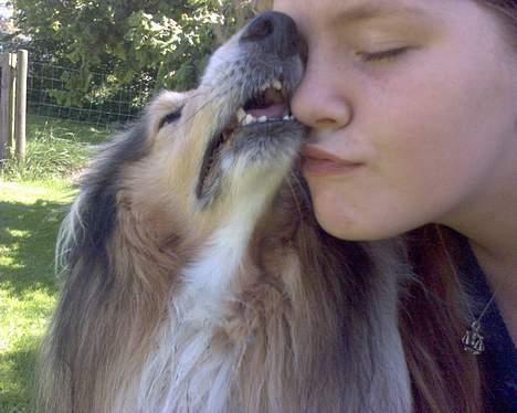 Collie langhåret Carrot R.I.P <3 billede 9