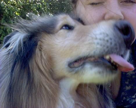 Collie langhåret Carrot R.I.P <3 billede 10