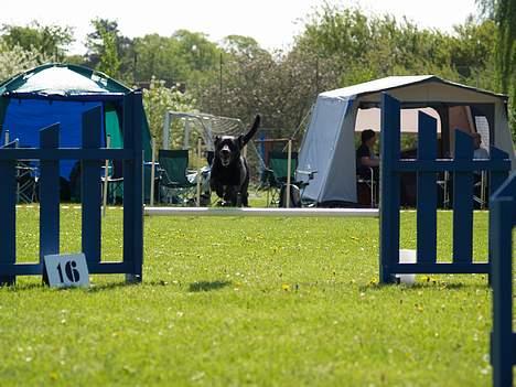 Blanding af racer Bella - Bella springer i Odense billede 12