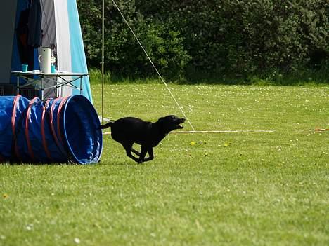 Blanding af racer Bella - Bella i fuld fart i Odense billede 13