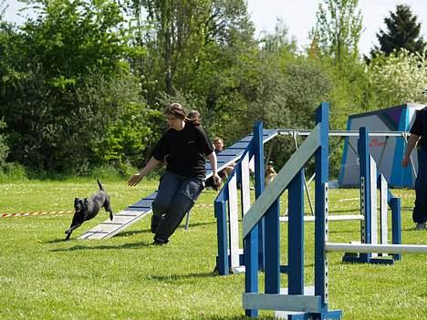 Blanding af racer Bella - Bella i Odense, maj 2006 billede 14