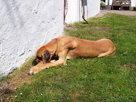 Grand danois Hekla - Aaaaijh, hvor er muren dog spændende..  billede 2