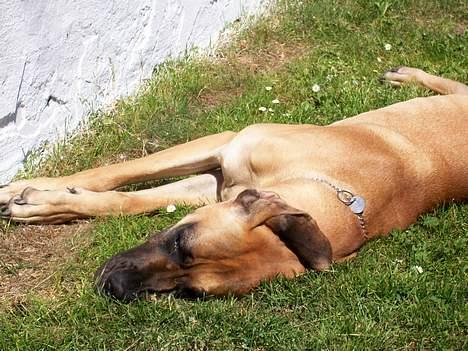 Grand danois Hekla - Åh hvor er græsset dog blødt.. Men det dumme øre vender aldrig rigtigt..  billede 3